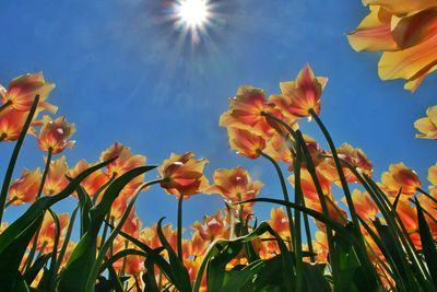 Low angle view of flowering plants against blue sky