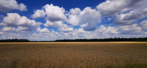 Scenic view of agricultural field against sky