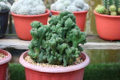 Close-up of potted plants