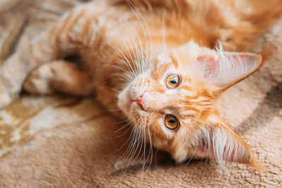 Close-up portrait of cat lying down on floor