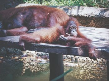 View of orangutan with its baby