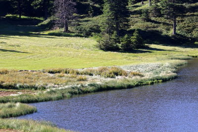 Scenic view of field in forest