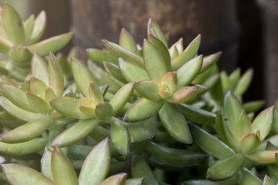 Close-up of succulent plant