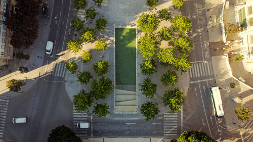 High angle view of tree by building