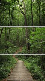 Footpath amidst trees in forest