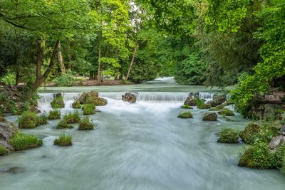 Scenic view of river stream amidst trees in forest