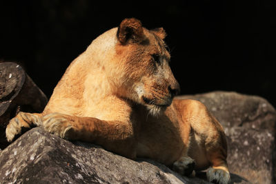 Portrait of a cat on rock