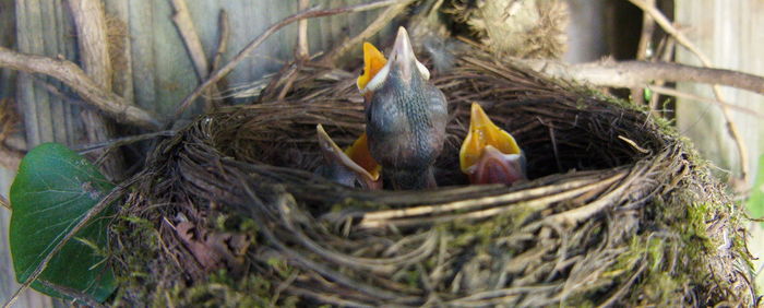 High angle view of birds in nest