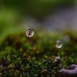 Close-up of water drops on grass