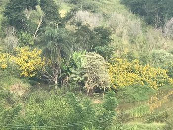 Plants on field against trees