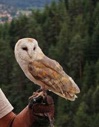 Person holding bird perching on hand, owl