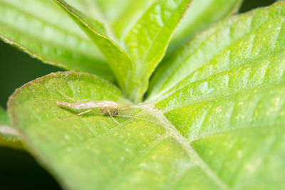 Close-up of insect on leaf