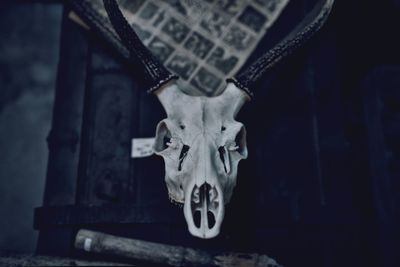 Close-up of animal skull
