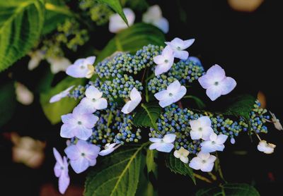 Close-up of hydrangea blooming outdoors