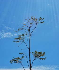 Low angle view of tree against blue sky