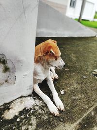 High angle view of dog sitting on floor