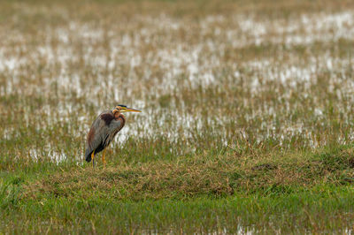 View of a bird on field