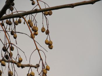 Low angle view of fruits hanging on tree against sky