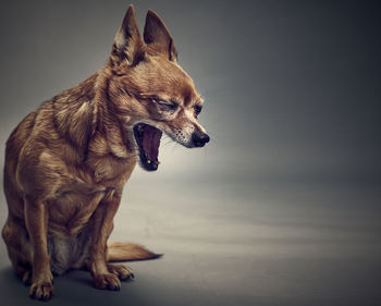 Close-up of a chihuahua gagging