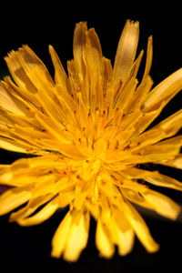 Close-up of yellow flower against black background