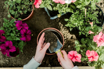 Cropped hand holding potted plant