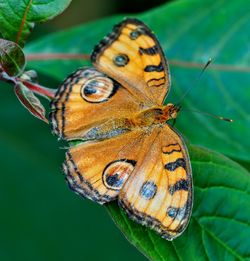 Close-up of butterfly on flower