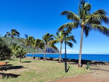 Palm trees by swimming pool against sky