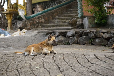 View of a dog on footpath