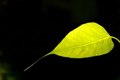Close-up of leaves against black background