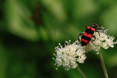 Close-up of insect on red flower