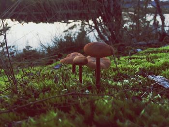Mushroom growing on field