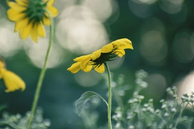 Close-up of insect on yellow flower