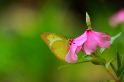 Close-up of butterfly pollinating on pink flower