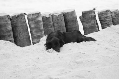 Horse on sand at beach