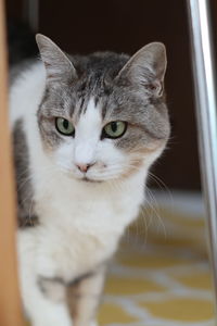 Close-up portrait of cat