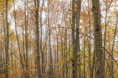 Close-up of trees in forest