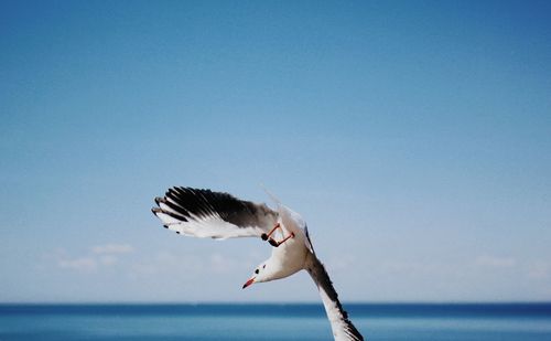 Seagull flying over sea against blue sky