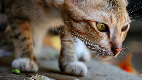 Close-up of cat looking away