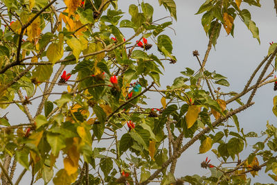 Low angle view of berries on tree against sky