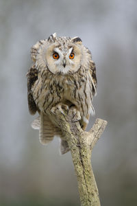 Long-eared owl resting looking at the camera sitting outdoors on a branch