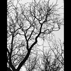 Low angle view of bare trees against sky