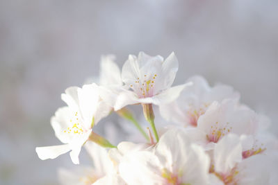 Close-up of white flowers