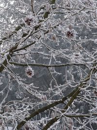 Full frame shot of tree