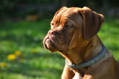 Close-up of dog looking away