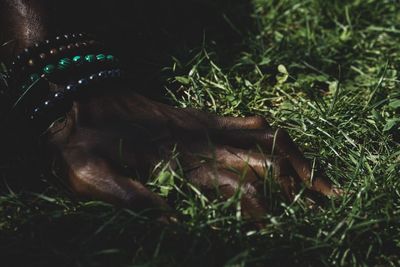 Close-up of lizard on field