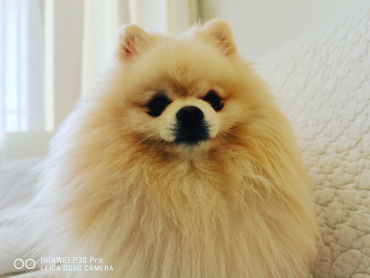 one animal, domestic, mammal, animal, pets, animal themes, dog, canine, domestic animals, indoors, vertebrate, pomeranian, no people, home interior, white color, close-up, animal hair, hair, relaxation, portrait, small, animal head