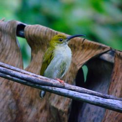 Honey bird kalimantan