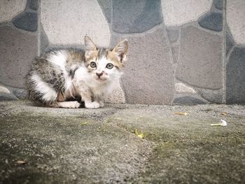 Portrait of kitten sitting on footpath