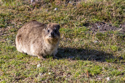 Portrait of sheep on field