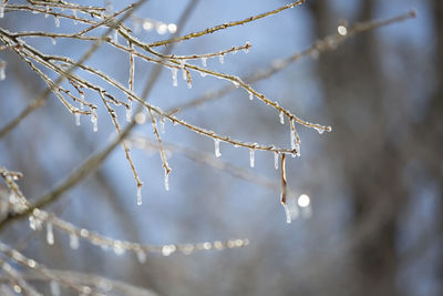 Ice covering tree limbs on a pretty, blue day